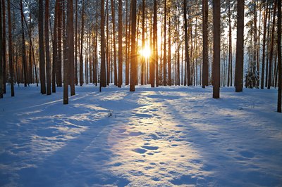 Winter forest with sun setting through trees