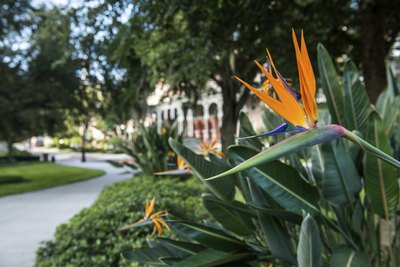 An orange and violet Mexican bird of paradise plant blooming near a plaza.