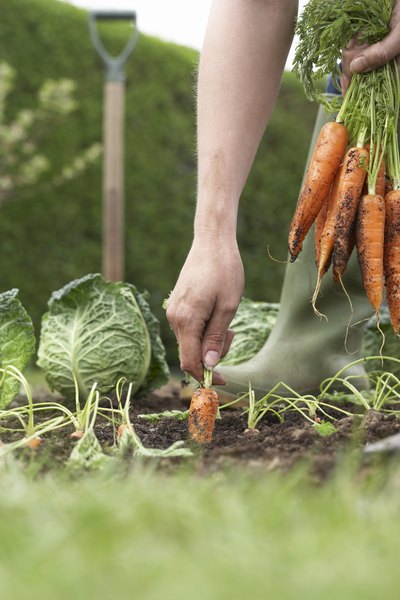 Gardener pulling carrots from ground