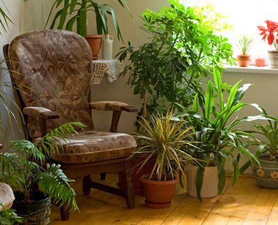 These plants are thriving near the window.