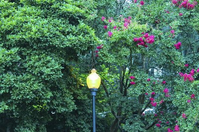 Wide shot of a lamppost surrounded by trees in a park