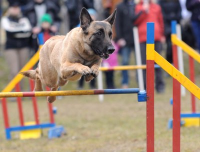 Dog training is more common than cat training.