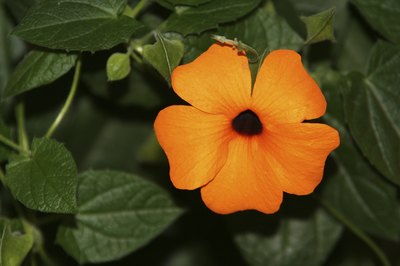 Black-eyed Susan vine