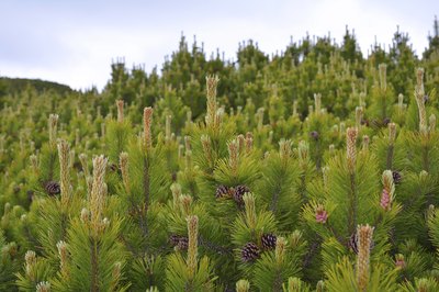 Mugo Pines in forest.