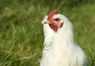 Chickens are naturally free-range animals.