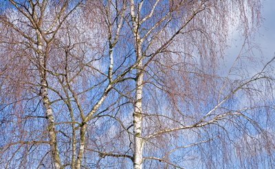 Drooping branches of weeping birch trees on a clear day.