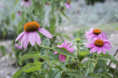 pale purple coneflowers