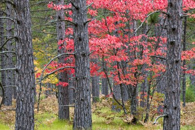 trunks of red maple trees
