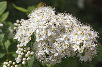 Sweet viburnum flowers.