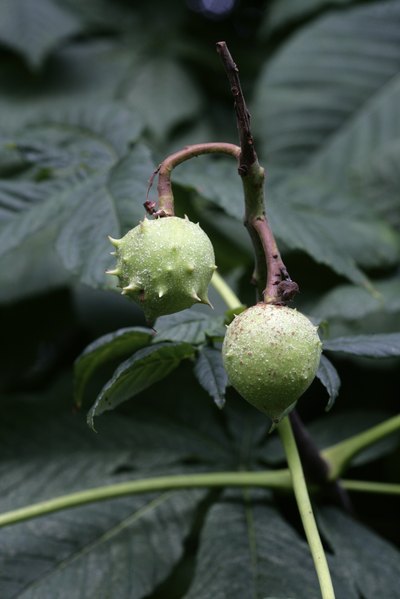 A close-up of horse chestnut pods.
