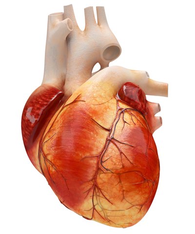 Heart ventricles.