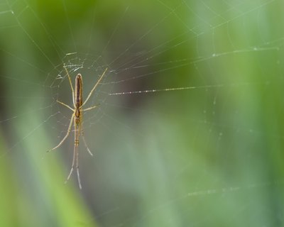 long jawed orb weaver