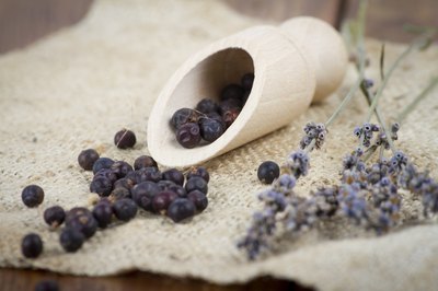 Scooper filled with juniper berries.