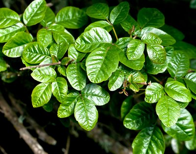 Poison oak.