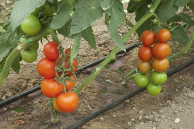 Tomato plant growing outside.