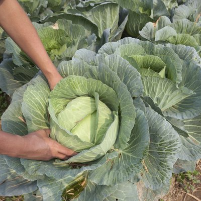 Cabbage in garden