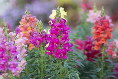 Colorful snapdragon flowers in bloom