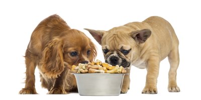 Dog food may cause hives.
