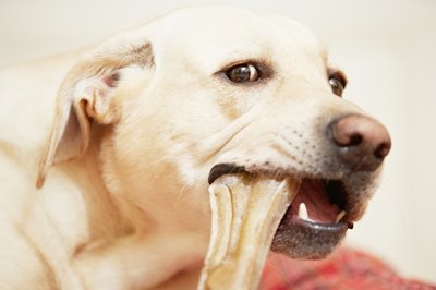 Chew bones have mental and physical benefits to dogs.