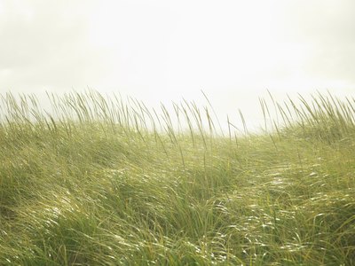 summer allergies are caused by grasses and weeds.