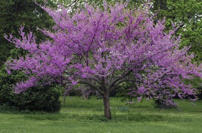 An eastern redbud tree