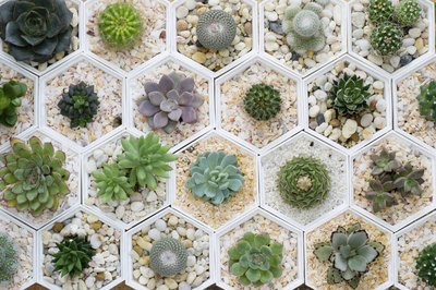 An overhead view of potted desert cactus plants.