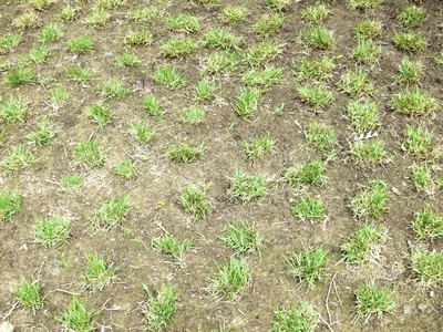 A planting of Zoysia Grass