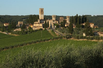 Olive trees in Tuscany region of Badia a Passignano, Italy