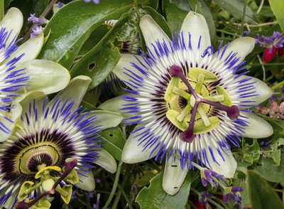 wild passion flowers
