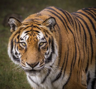 A bengal tiger.