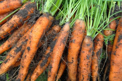 Freshly harvested carrots