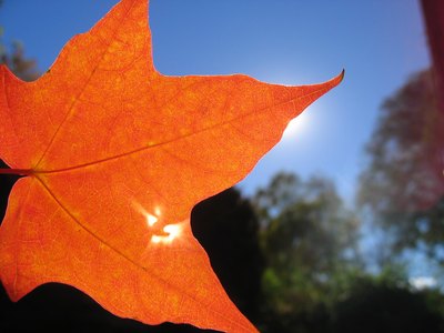 Autumn leaf covering sun