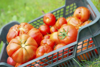 A variety of harvested garden tomatoes in a crate on the grass.