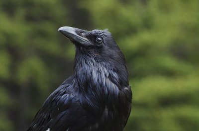 Crow