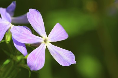 A close-up of a pink phlox flower.