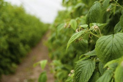 Close-up of raspberry plants growing on farm.