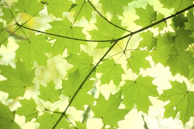 The sun shines through a branch of green leaves.