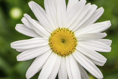 Close-up of shasta daisy.