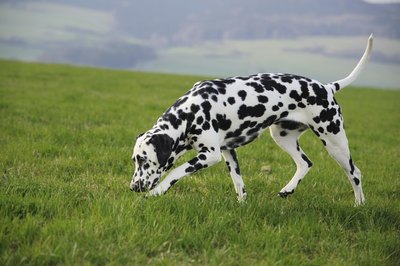 A dog sniffing the ground.