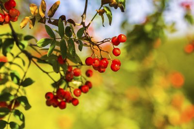 Learning about wild berries could save your life in a survival situation.