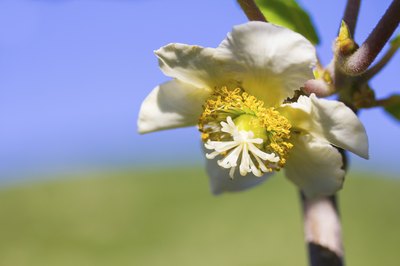 Kiwifruit plants are part of the dioecious population.