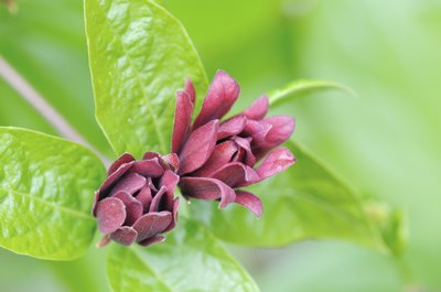 The buds of a Carolina allspice plant.