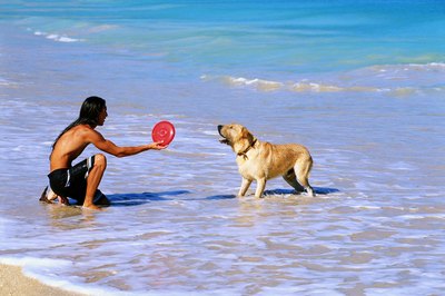 Throw a Frisbee with your dog.