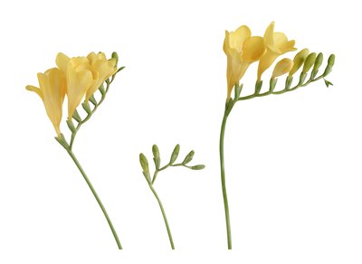 Freesia is a fragrant flower.