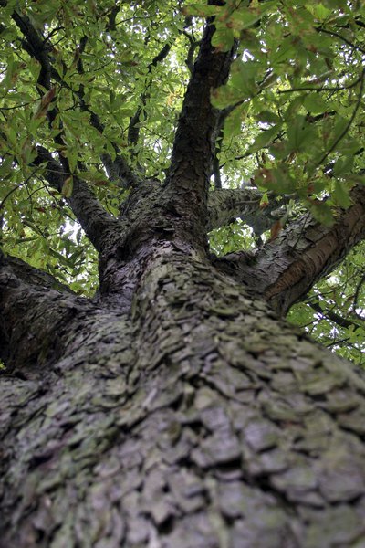 Looking up the trunk of a horse chestnut tree from the ground.