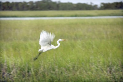 heron