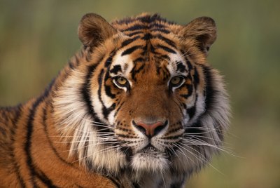 close up of tiger