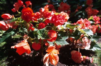 Begonias