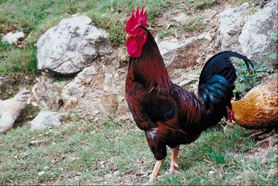 chickens on grass