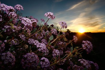 Verbena flowers are drought-resistant